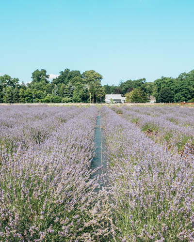 Lavender Field North Fork