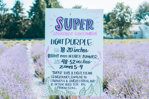 Lavender Field North Fork Sign
