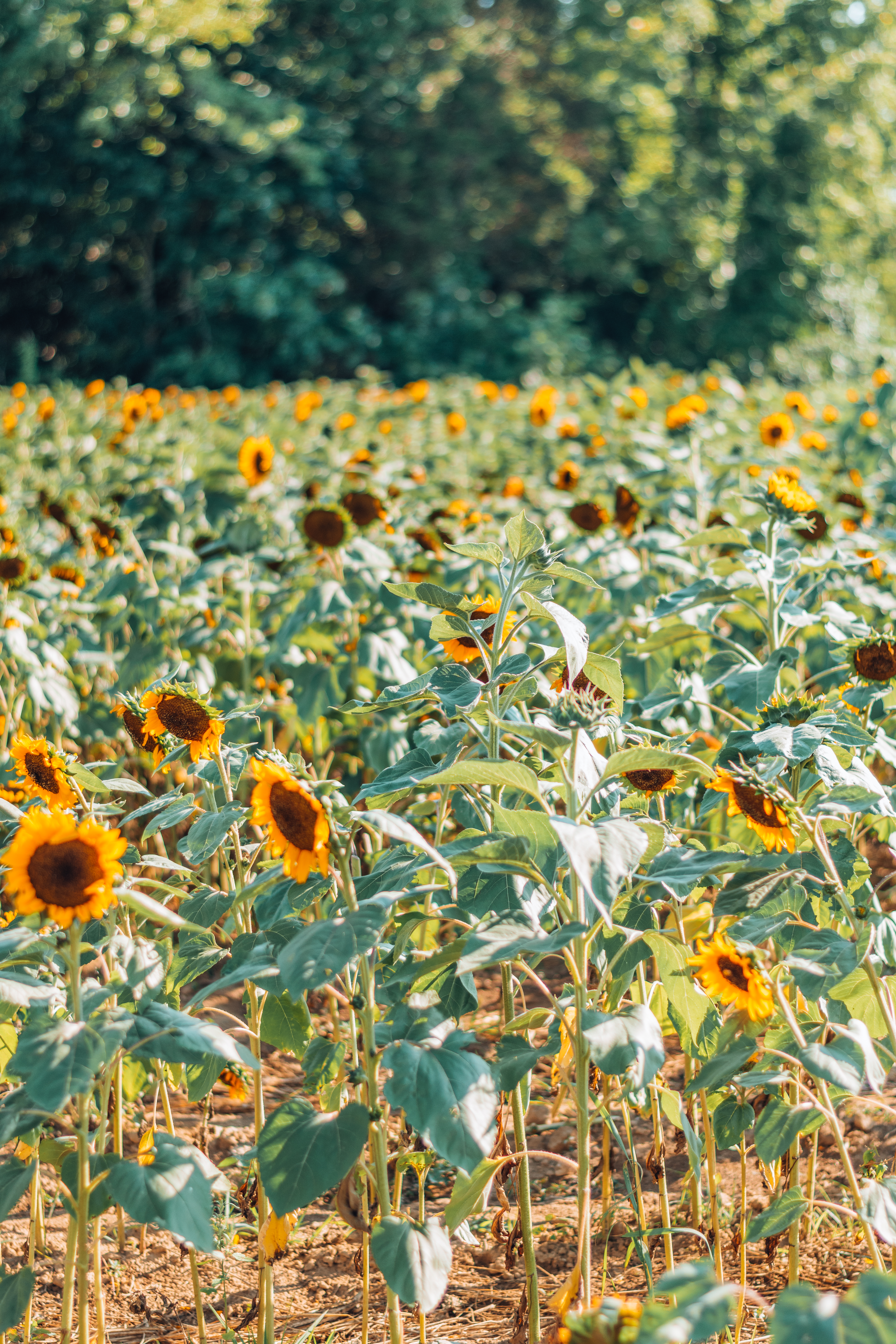 Sunflower Field Near NYC