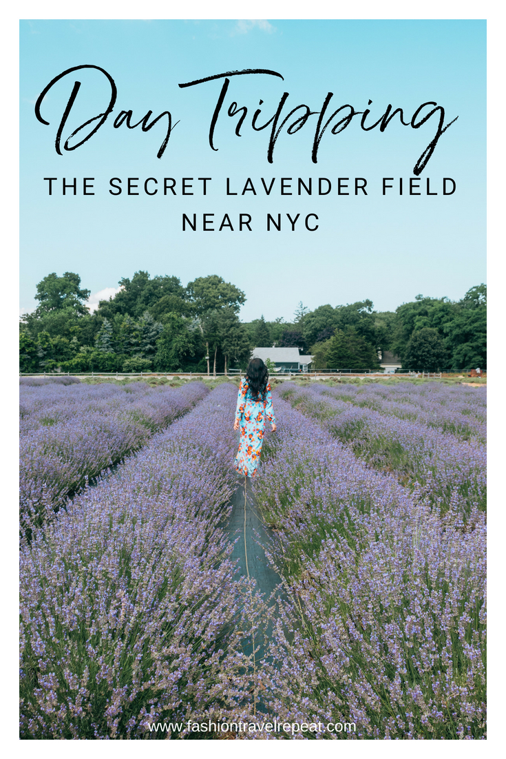 Lavender Field Near NYC