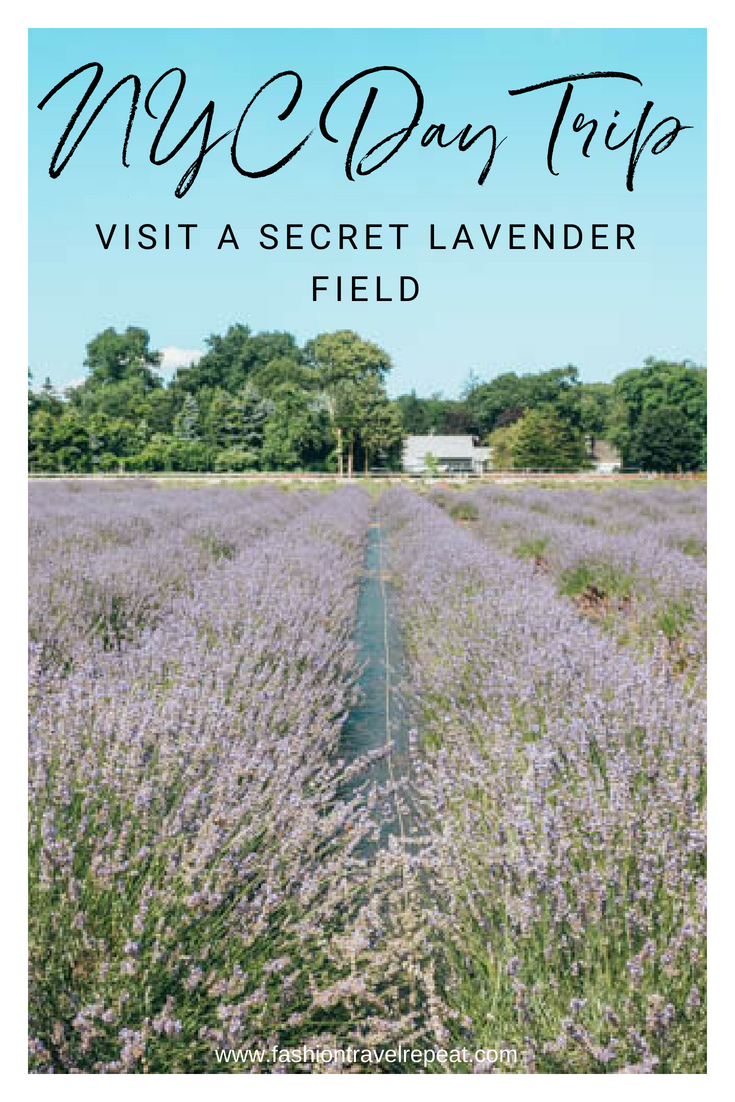 Lavender Field Near NYC