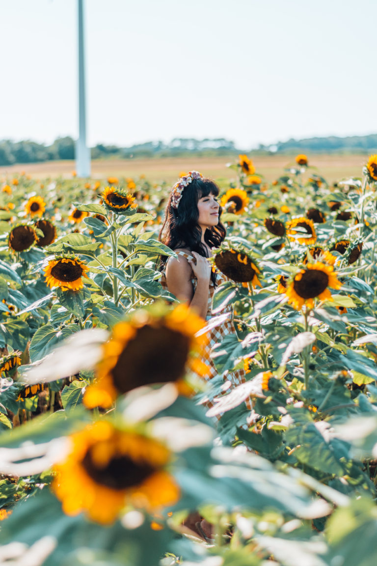A Sunflower Field Near NYC: Pindar Vineyards