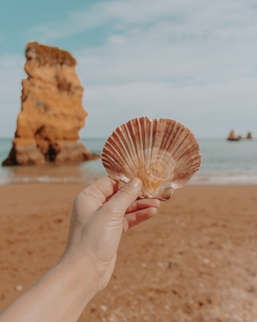 Hand holding seashell on a beach