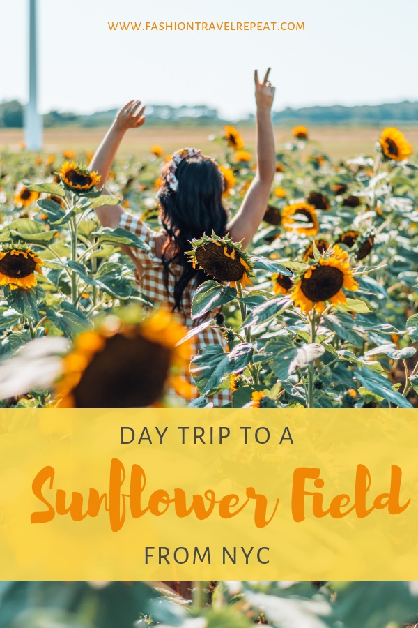 A guide to visiting Pindar Vineyards in Long Island, New York, which has its very own sunflower field on site. The closest sunflower field to New York City #sunflowerfield #sunflowers #flowerfield #nycdaytrip #newyorkcity #longisland #northfork