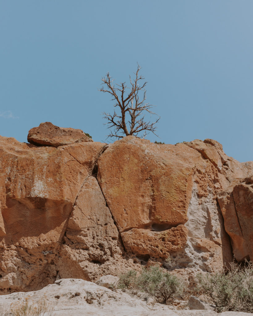 Barren tree on red rocks
