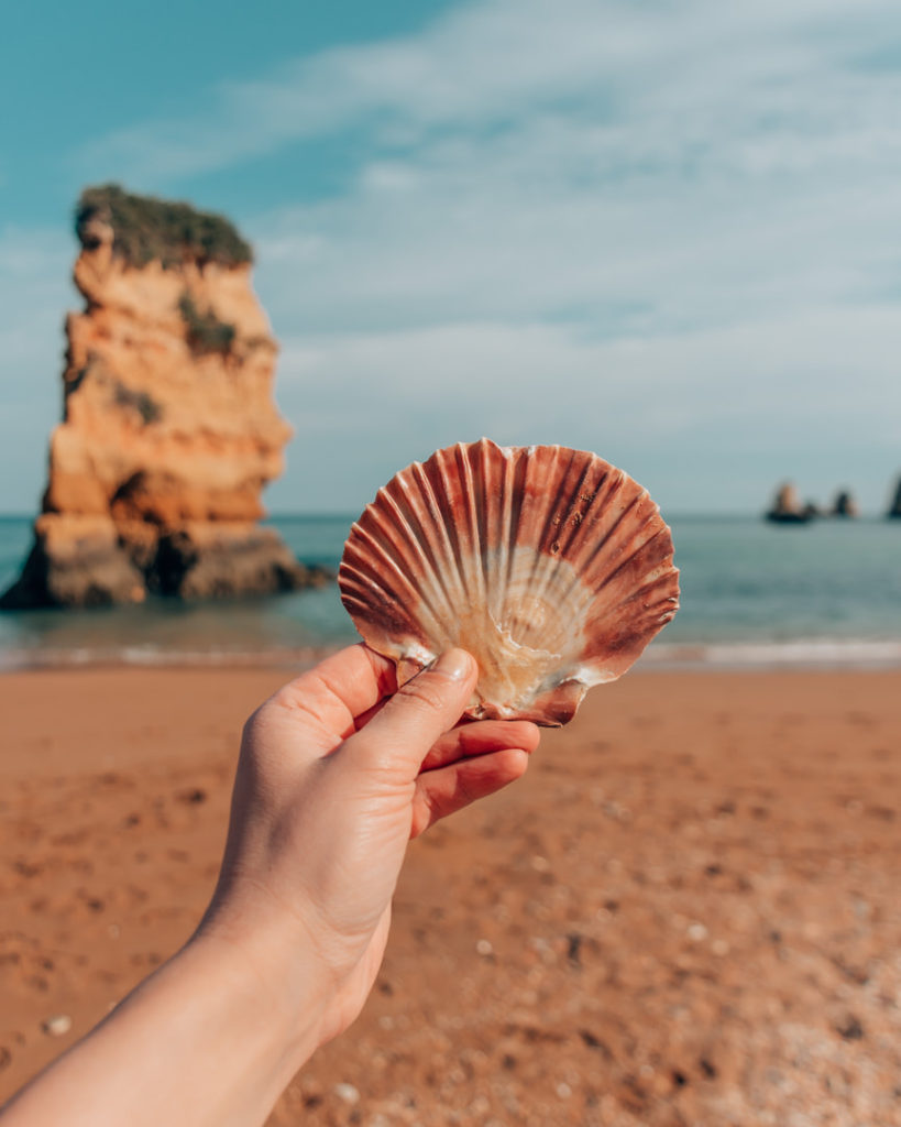 Woman's hand holding seashell at beach.