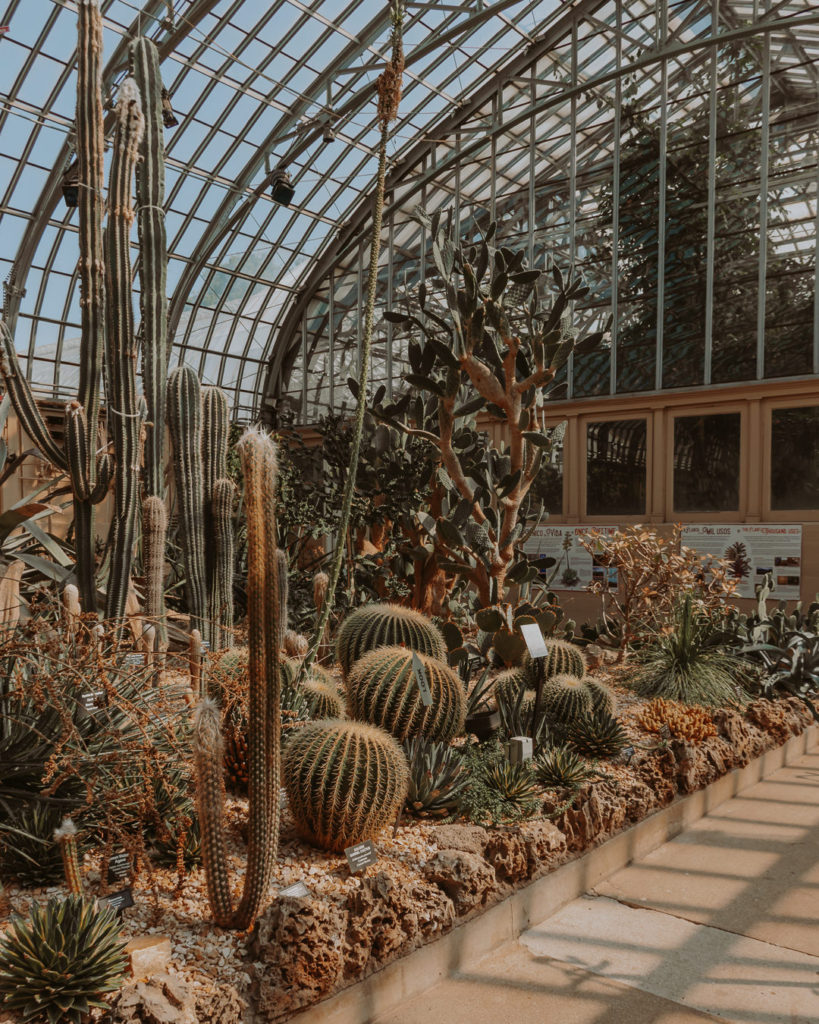 greenhouse with cactus plants