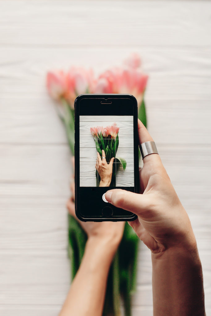 Woman's hand using black iphone to photograph pink tulips