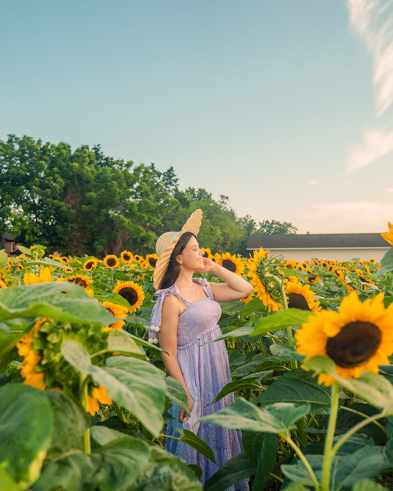 A brunette woman in a purple dress and beige straw hat standing in the sunflower field at Pindar Vineyards, on the best things to do on the North Fork, Long Island