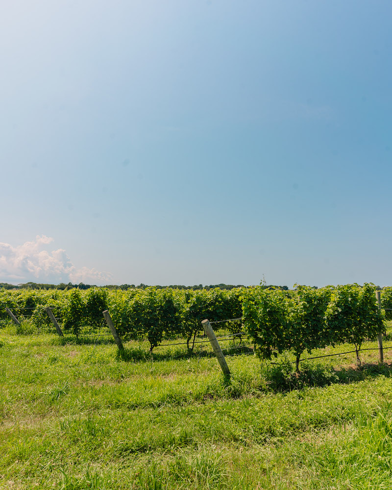Rows of vineyards against a blue sky on Long Island's North Fork