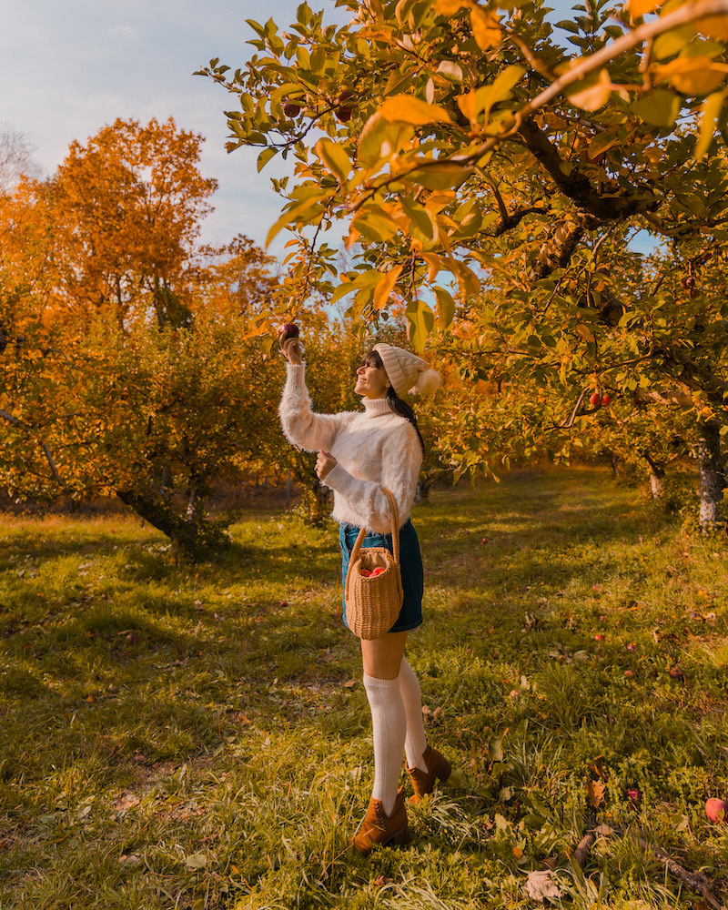A brunette woman smiling while picking an apple off a tree at Fiskhill Farms in New York. She is wearing a denim skirt and a cream sweater, hat and knee high socks.
