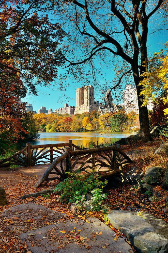 A view of Central Park during fall in NYC - there is colorful fall foliage, a wooden bridge, a pond and tall buildings in the background